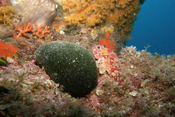 Codium en boule  Codium bursa